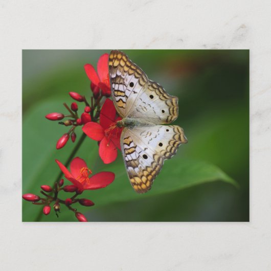 Carte Postale Closeup de papillon blanc (Devant)