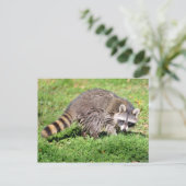 Carte Postale Closeup de Raccoon (Debout devant)