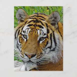 Carte Postale Closeup de tigre de Sibérie Photo du visage