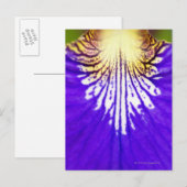 Carte Postale Closeup du fleur sauvage, drapeau bleu Iris (Iris (Devant / Derrière)