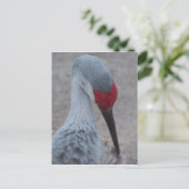 Carte Postale Closeup du visage d'une grue de sable (Debout devant)