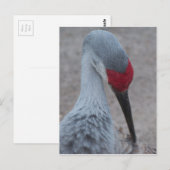 Carte Postale Closeup du visage d'une grue de sable (Devant / Derrière)