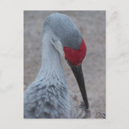 Carte Postale Closeup du visage d'une grue de sable (Devant)