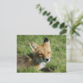 Carte Postale Closeup Fox, Brooks Falls Alaska (Debout devant)