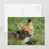 Carte Postale Closeup Fox, Brooks Falls Alaska (Devant / Derrière)