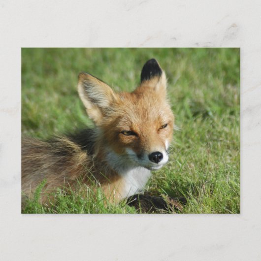 Carte Postale Closeup Fox, Brooks Falls Alaska (Devant)