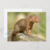 Carte Postale Closeup nain (Devant / Derrière)