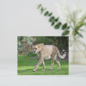 Carte Postale Closeup of African Cheetah (Debout devant)