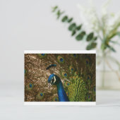 Carte Postale Closeup Peacock (Debout devant)