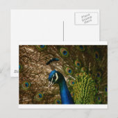 Carte Postale Closeup Peacock (Devant / Derrière)
