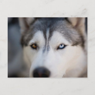 Carte Postale Closeup Stoic Regard d'un malamute de l'Alaska