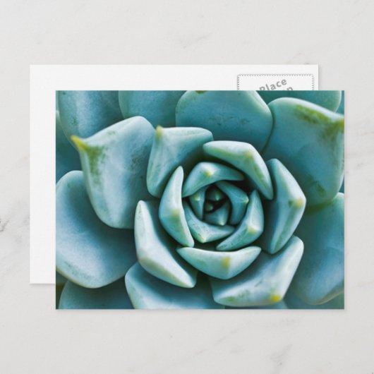 Carte Postale Closeup Succulent (Devant / Derrière)