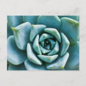 Carte Postale Closeup Succulent (Devant)