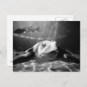 Carte Postale Closeuse de la tortue de mer (Devant / Derrière)