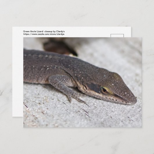 Carte Postale Closeuse de Lizard d'Onle Verte (Devant / Derrière)