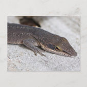 Carte Postale Closeuse de Lizard d'Onle Verte (Devant)