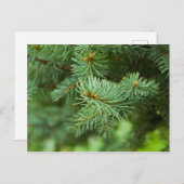 Carte Postale Closeuse de pin (Devant / Derrière)