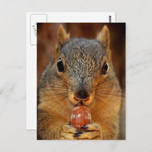 Carte Postale Closeuse d'écureuil avec Nut 2 (Devant / Derrière)