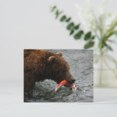 Carte Postale Closeuse d'ours, Brooks Falls Alaska (Debout devant)