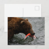 Carte Postale Closeuse d'ours, Brooks Falls Alaska (Devant / Derrière)