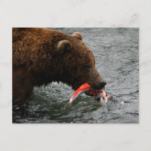 Carte Postale Closeuse d'ours, Brooks Falls Alaska