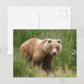 Carte Postale Closeuse d'ours, Brooks Falls Alaska (Devant / Derrière)