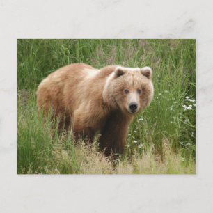 Carte Postale Closeuse d'ours, Brooks Falls Alaska