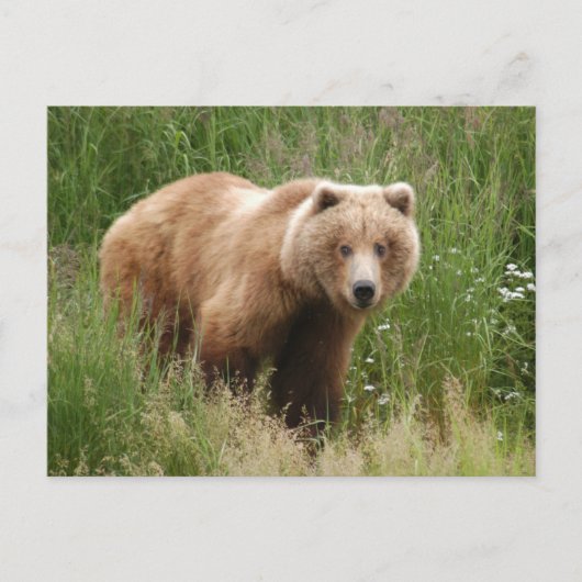 Carte Postale Closeuse d'ours, Brooks Falls Alaska (Devant)
