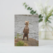Carte Postale Closeuse d'ours, Brooks Falls Alaska (Debout devant)