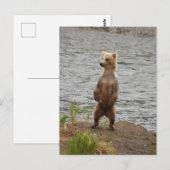 Carte Postale Closeuse d'ours, Brooks Falls Alaska (Devant / Derrière)
