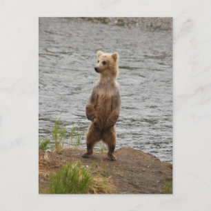 Carte Postale Closeuse d'ours, Brooks Falls Alaska