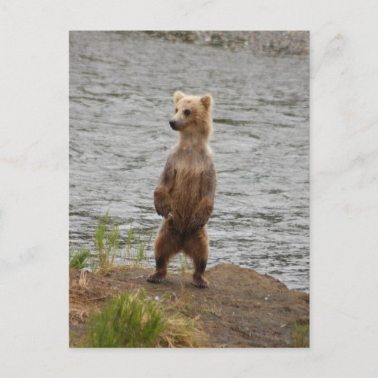 Carte Postale Closeuse d'ours, Brooks Falls Alaska (Devant)