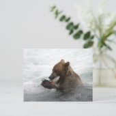 Carte Postale Closeuse d'ours, Brooks Falls Alaska (Debout devant)