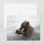 Carte Postale Closeuse d'ours, Brooks Falls Alaska (Devant / Derrière)