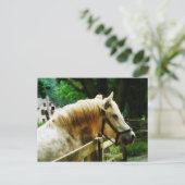 Carte Postale Closeuse du cheval blanc (Debout devant)