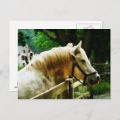 Carte Postale Closeuse du cheval blanc (Devant / Derrière)
