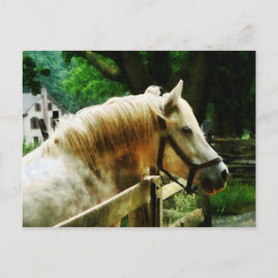 Carte Postale Closeuse du cheval blanc