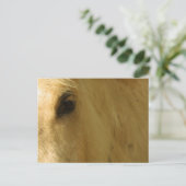 Carte Postale Closeuse du cheval blanc (Debout devant)