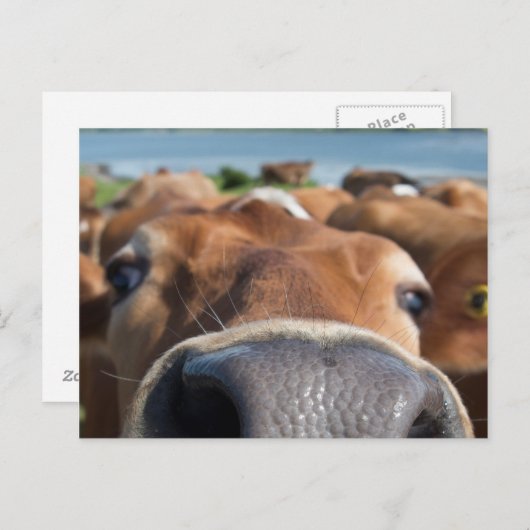 Carte Postale Closeuse du nez de vache (Devant / Derrière)
