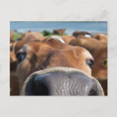 Carte Postale Closeuse du nez de vache (Devant)