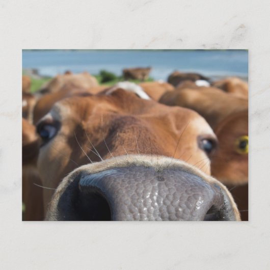 Carte Postale Closeuse du nez de vache (Devant)