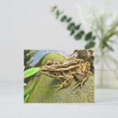 Carte Postale Closeuse d'une grenouille de Pickerel (Debout devant)