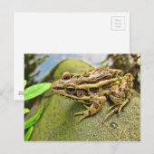 Carte Postale Closeuse d'une grenouille de Pickerel (Devant / Derrière)