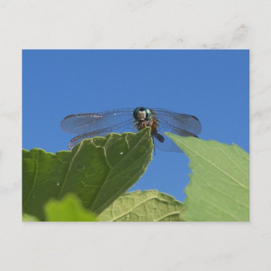 Carte Postale Closeuse d'une libellule contre un ciel bleu vif (Devant)