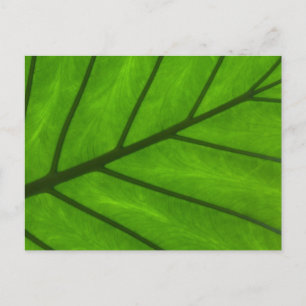 Carte Postale Closeuse feuille