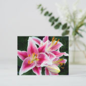 Carte Postale Closeuse Lily Orientale en pleine floraison (Debout devant)
