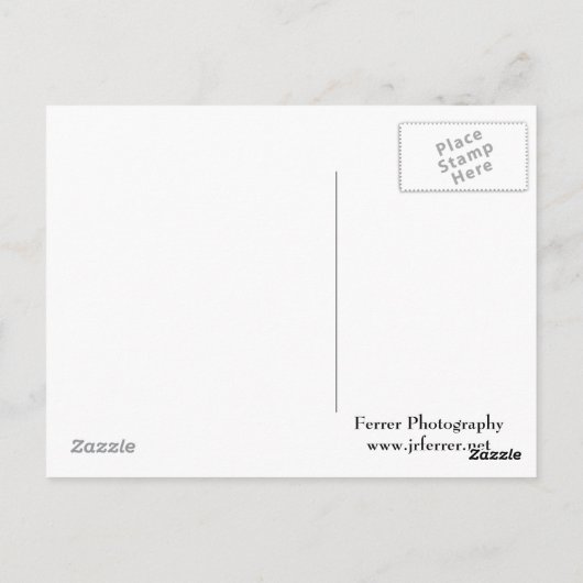 Carte Postale Closeuse Lily Orientale en pleine floraison (Dos)