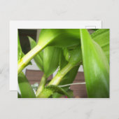 Carte Postale Closeuse plante de l'orchidée Dendrobium verte (Devant / Derrière)