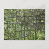 Carte Postale Clôture (Devant)