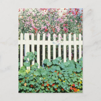 Carte Postale Clôture De Picket Avec Pois Sucrés Et Nasturtium